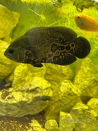 Oscar Ostronotus Tiger