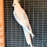 Calopsite raro pezzato estremo silver