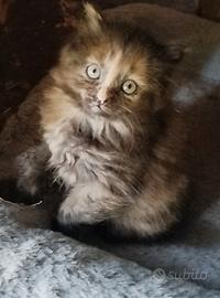 Gattina simil Siberiani femmina