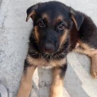 Cucciolo di pastore tedesco