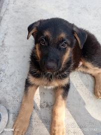 Cucciolo di pastore tedesco