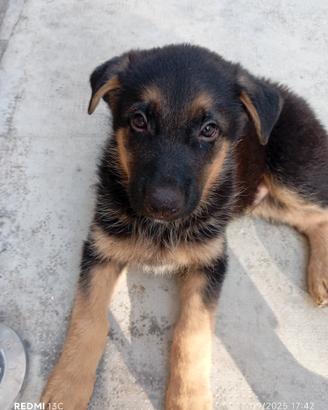 Cucciolo di pastore tedesco