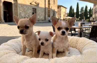Cuccioli di chihuahua Toy