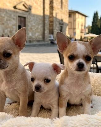 Cuccioli di chihuahua Toy