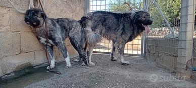 Cuccioli pastore del Caucaso