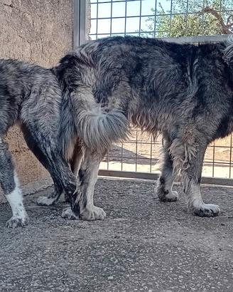 Cuccioli pastore del Caucaso