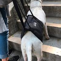 Supporto cane anziano