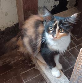 gattini Maine coon 