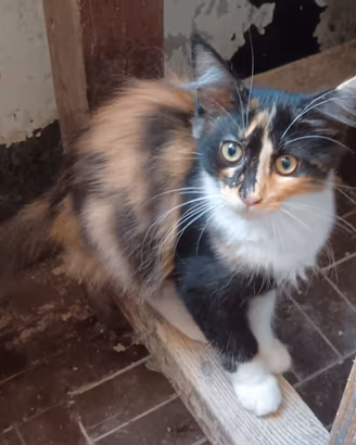gattini Maine coon 