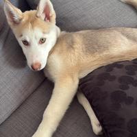 Husky