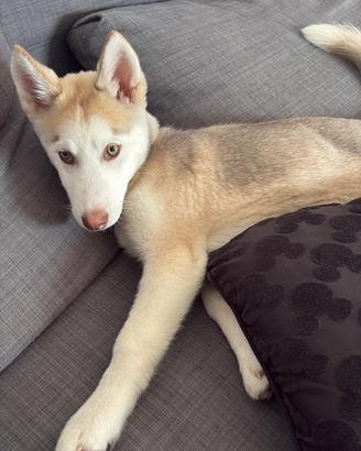 Husky