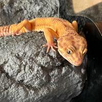Geco Leopardino + terrario