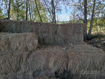 Fieno primo taglio