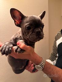 Bulldog francese