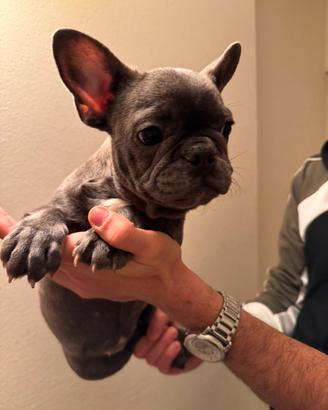 Bulldog francese