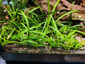 Pratino di Sagittaria subulata