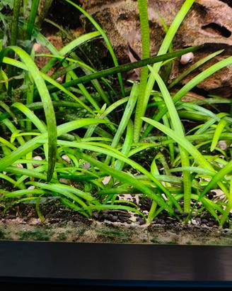 Pratino di Sagittaria subulata