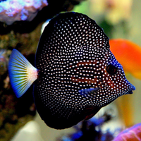 Zebrasoma gemmatum