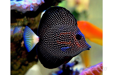 Zebrasoma gemmatum