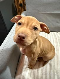 Pitbull cucciola