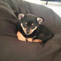 Cucciola di incrocio chihuahua - volpino