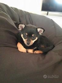 Cucciola di incrocio chihuahua - volpino