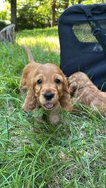Cuccioli cocker fulvi
