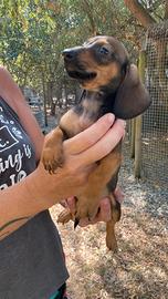 Cuccioli di bassotto tedesco nano