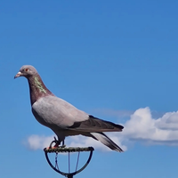 Piccioni addestrati cimbelli e volantini
