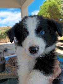 Border collie cuccioli stupendi