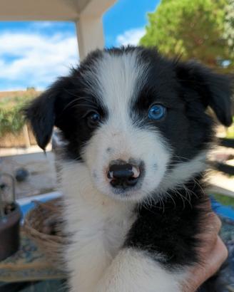 Border collie cuccioli stupendi