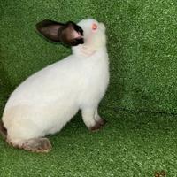 Conigli californiani in purezza