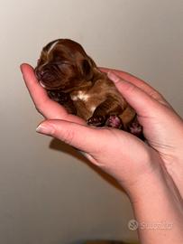 Cuccioli di cavalier king