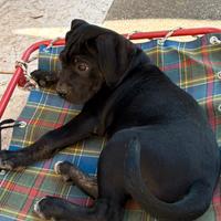 Cucciola di cane corso