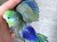 Immagine 4