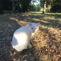 Gatto bianco