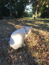 Gatto bianco