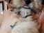 Immagine 4