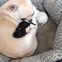 Chihuahua Toy femmine