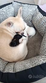 Chihuahua Toy femmine