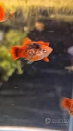 GUPPY SELEZIONATi