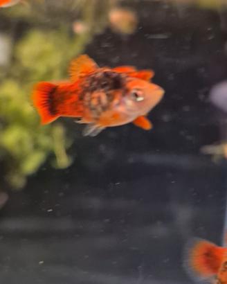 GUPPY SELEZIONATi