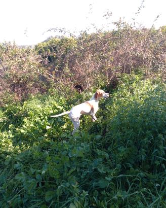 Cucciolone pointer