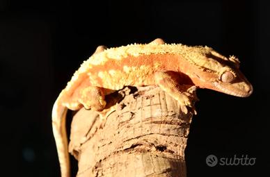 Geko ciliatus