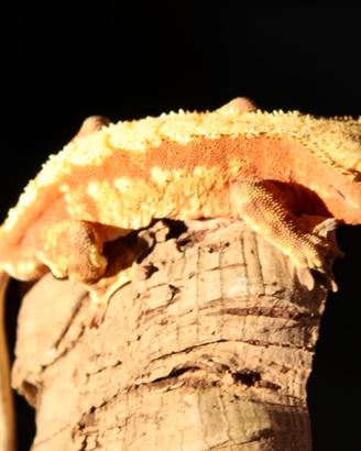 Geco ciliatus