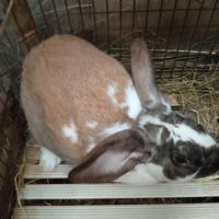 Conigli incroci varie razze