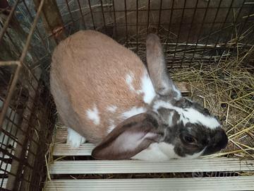 Conigli incroci varie razze