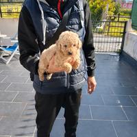 Cucciole di barboncino