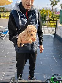 Cucciole di barboncino