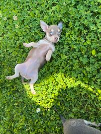 Chihuahua Femmina mini Toy occhi chiari